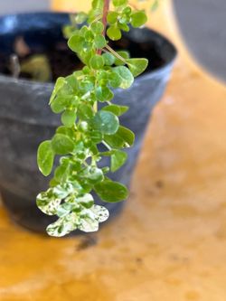 Plant