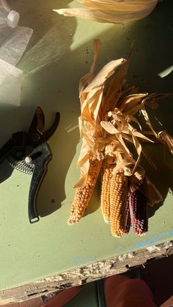 Indian Corn