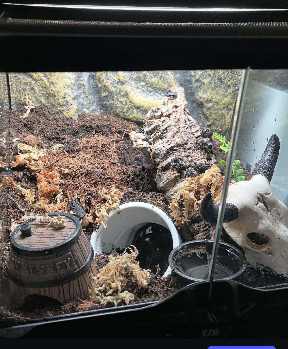 Looking To Sell Terrarium