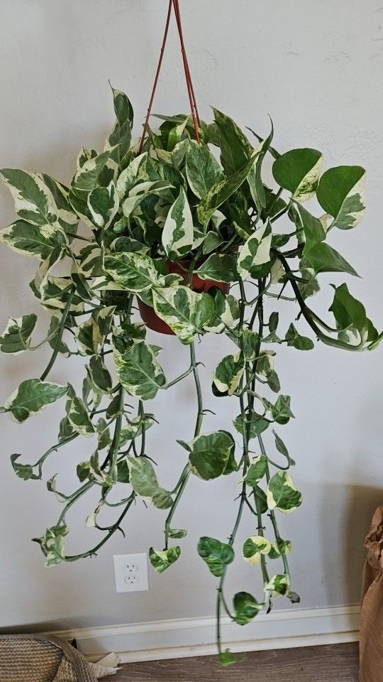 6" Pothos 'N'Joy' ONLY ONE AVAILABLE (PENDING)