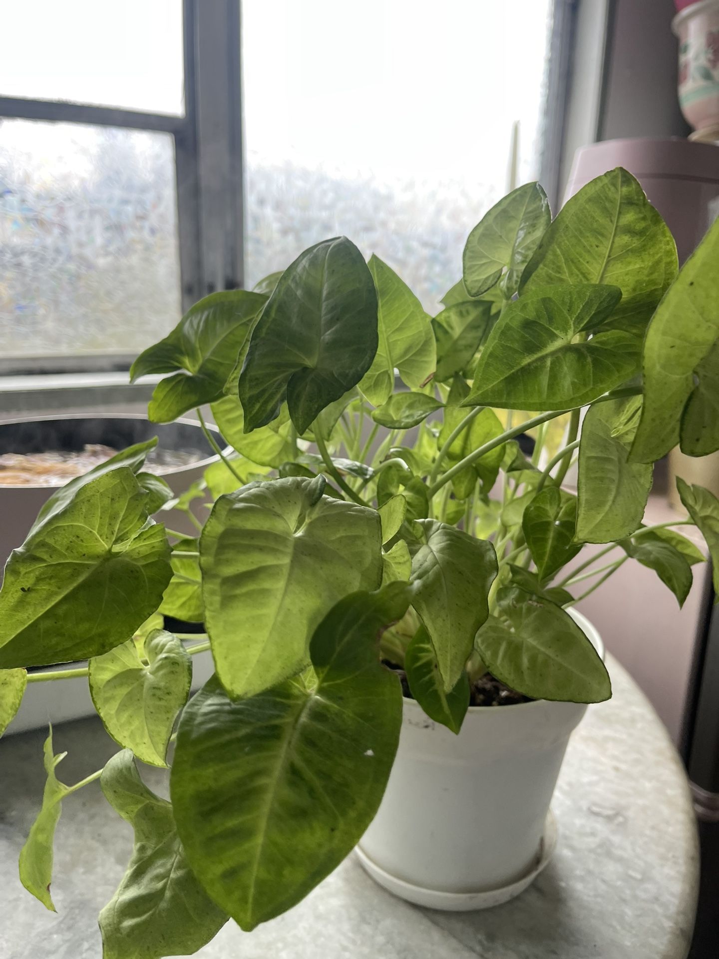 syngonium ( Arrow Head Plant)