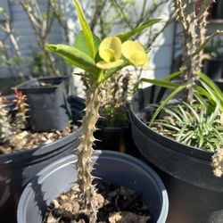 corona de crsto amorilla 