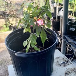 Ice Cream Bean Tree / Palo De Guama