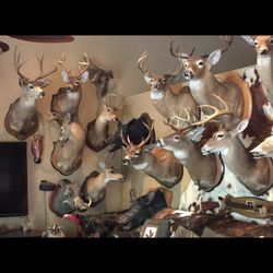Taxidermy Mounts.