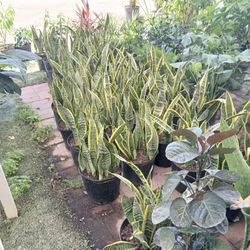 Snake plants huge sale now $15