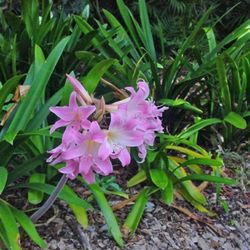 Bella Donna lilly Bulbs