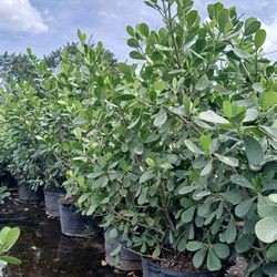 Clusia hedges 25gl 6.5-7'ft🏡$95