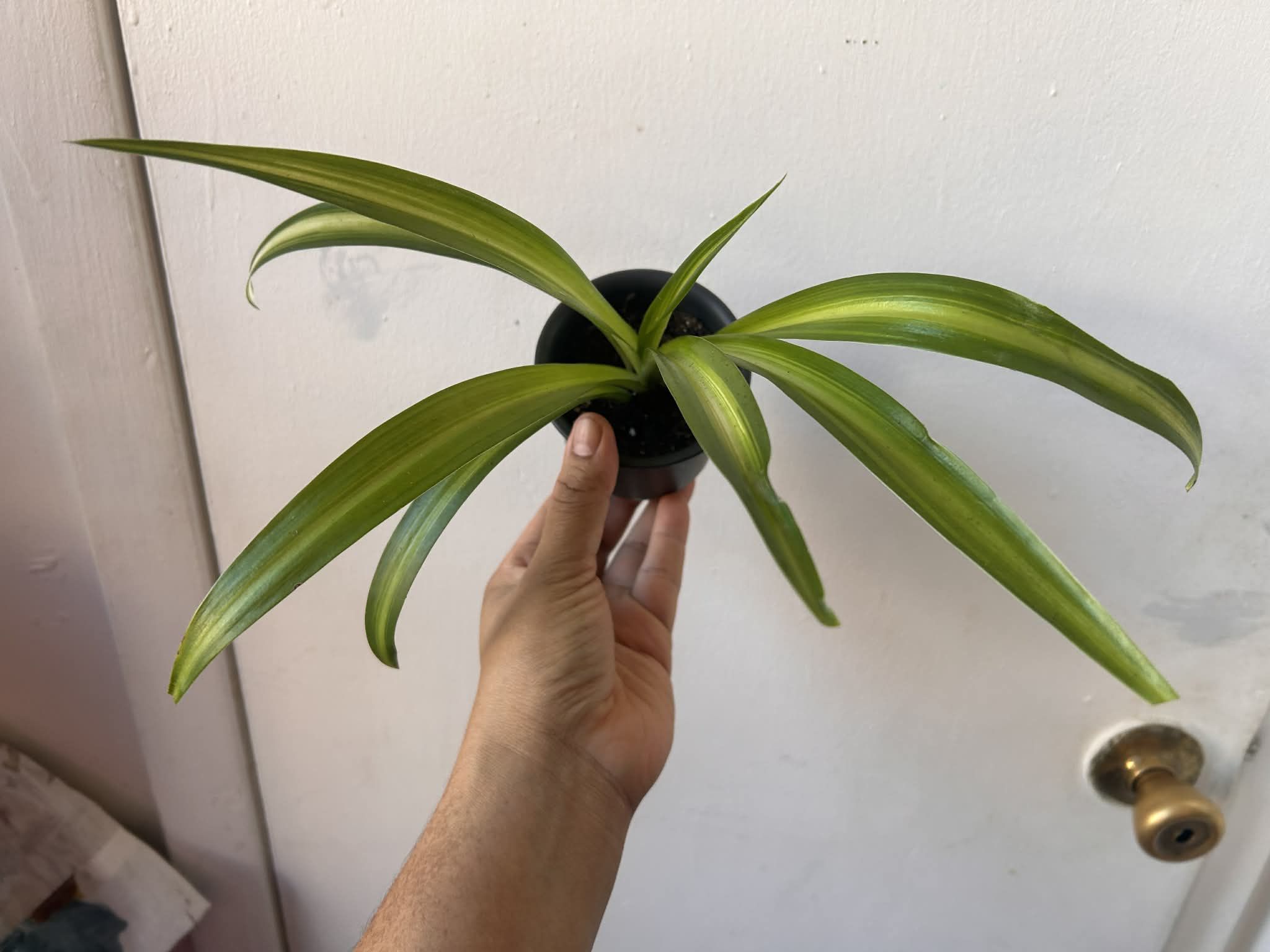 Spider Plant 