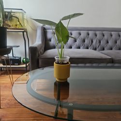 Alocasia Odora Elephant Ear 