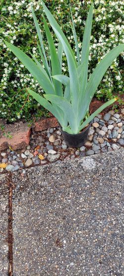 Irises