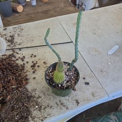 Cactus 