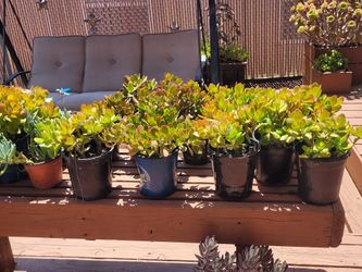 Jade Plants 