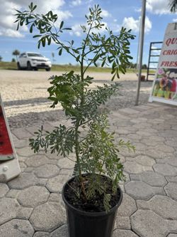 Planta de Ruda – Uso Medicinal 🌿