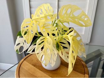 variegated monstera adansonii Japanese tri color cutting