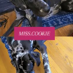 Miss.Cookie