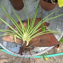 Two Aloe Fan Plant 