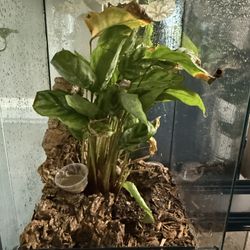 Reptile Enclosure