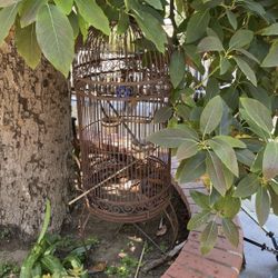 Bird Cage