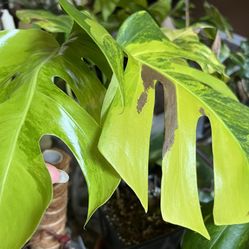 Variegated Monstera Aurea Plant Three Leaf Cutting W/aerial Root 