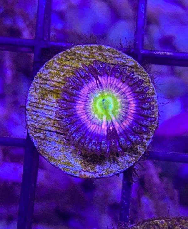 Jason Fox Kung Foo Fighter zoa for Sale in Anaheim, CA OfferUp