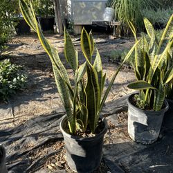 Snake Plant