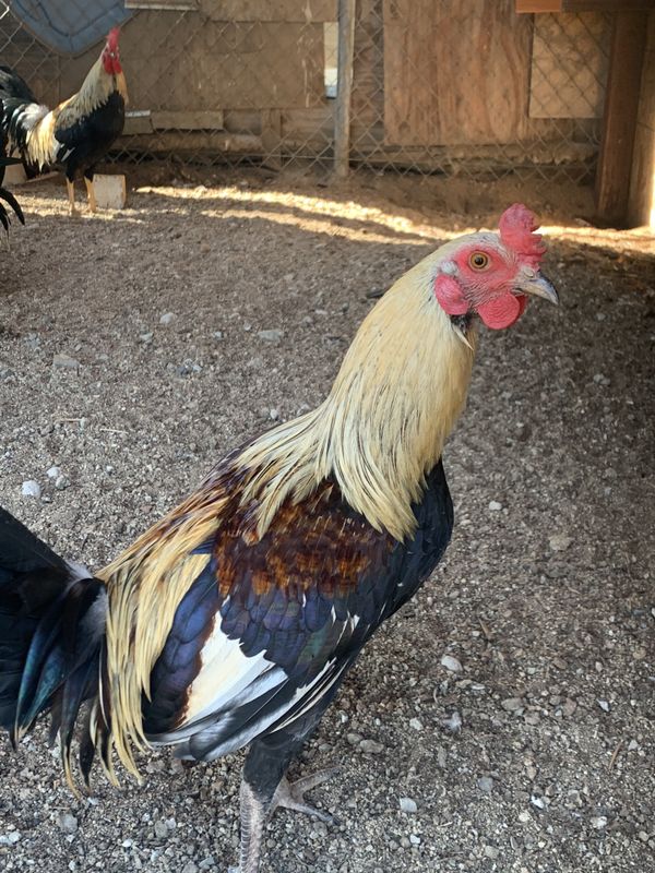 Roosters for sale for Sale in Hemet, CA OfferUp