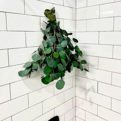 Fresh Silver dolr Eucalyptus