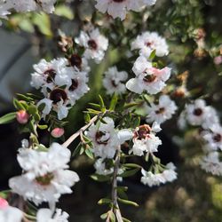 Tea tree