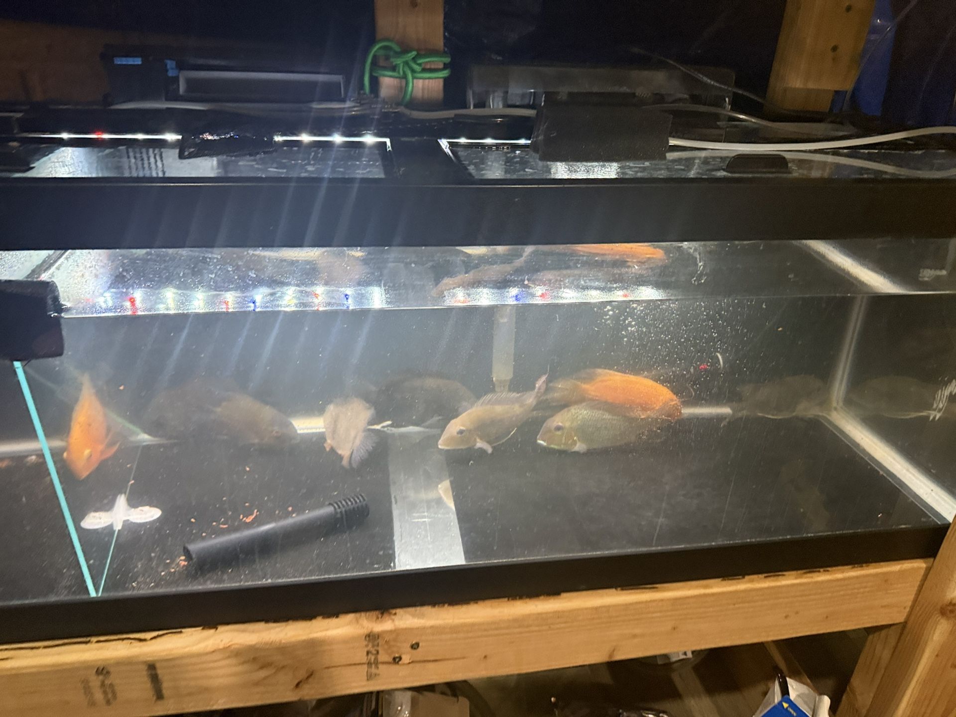 Fish Tank