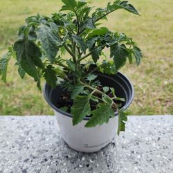 Cherry Tomato Plant