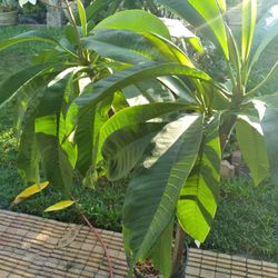 Mardi Gras Plumeria Plant 