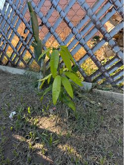 Arbolito de mango hoganico