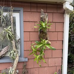 Whimsical Trailing Bromeliad Mounted On Driftwood 