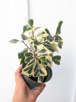 Ficus Triangularis Variegated Plant 4" Pot - Indoor House Plants