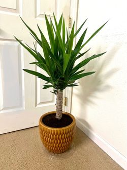 Indoor Plant 🪴