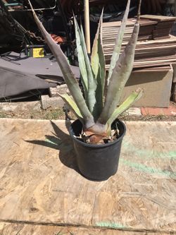 Agave