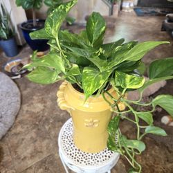 Lovely Pothos In 12in Ceramic Pot With Drainage 