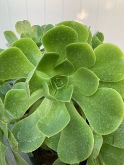 Succulent plant
