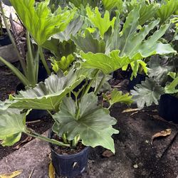 Philodendron In 3 gls Pot. SPECIAL PRICE 🤩