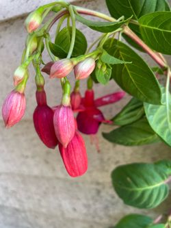 Pink fuchsia Plant