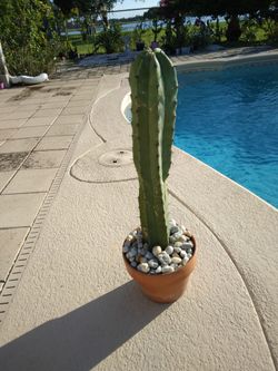 23" Blue Myrtle Myrtillocactus Geometrizans Blueberry Bilberry Cactus  ROOTED $80-Ship Bareroot $15 for Sale in Deltona, FL - OfferUp