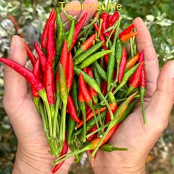 Spicy Thai Chili Plants For Sale 🌶️🪴$10.00 each 1 Gallon pot.
