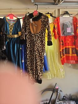 Leopard Cat  adult medium 