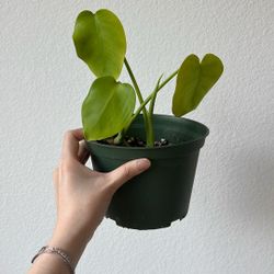 Monstera