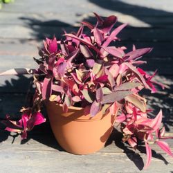 $7 Mix purple heart and wandering Jew plant