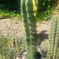 Myrtillocactus Geometrizans / Garrambullo de Jalisco