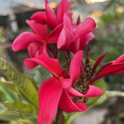 Cerise