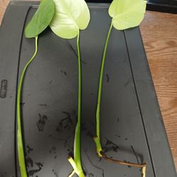 Rooted Monstera Delisiosa Cuttings