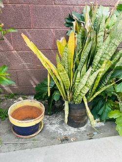 Plant and pot both $20