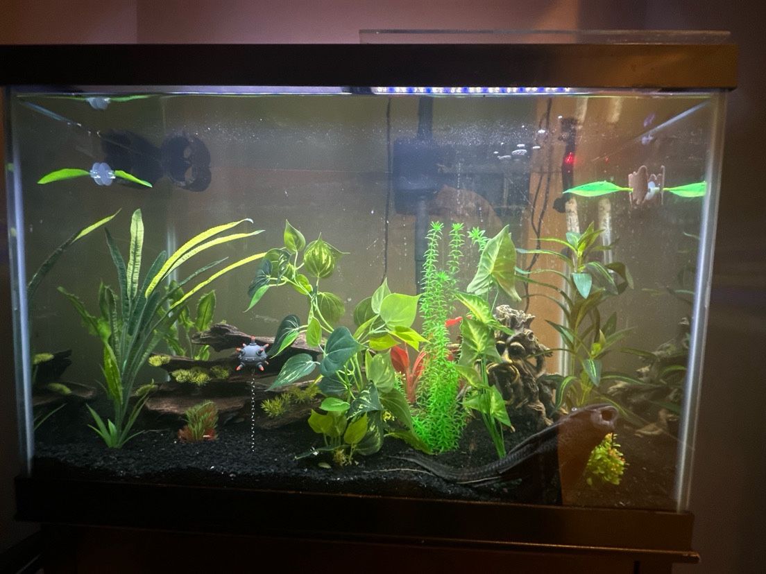 fish tank